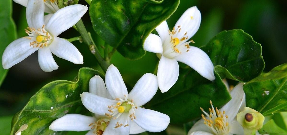 Neroli ajuda a remover vasinhos